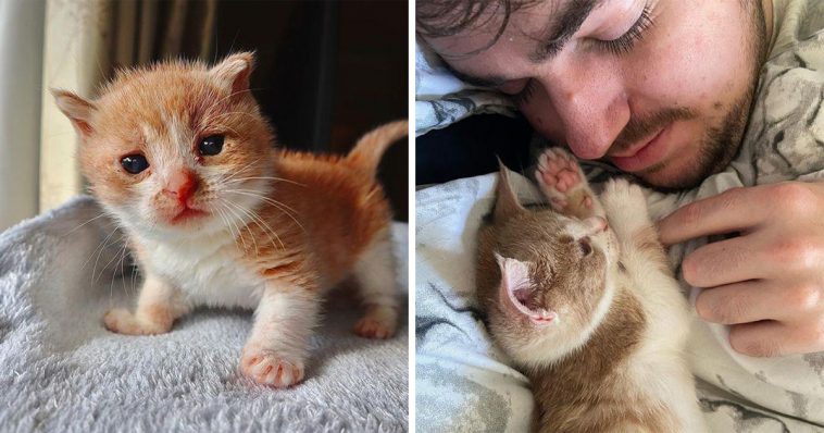 Après avoir été sauvé de la rue, le chaton aux yeux bleus transforme la vie de sa famille et sa propre vie.