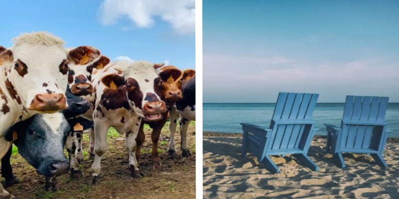 Des vaches vol ent la plage aux vacanciers pour se baigner et prendre le soleil ⋆