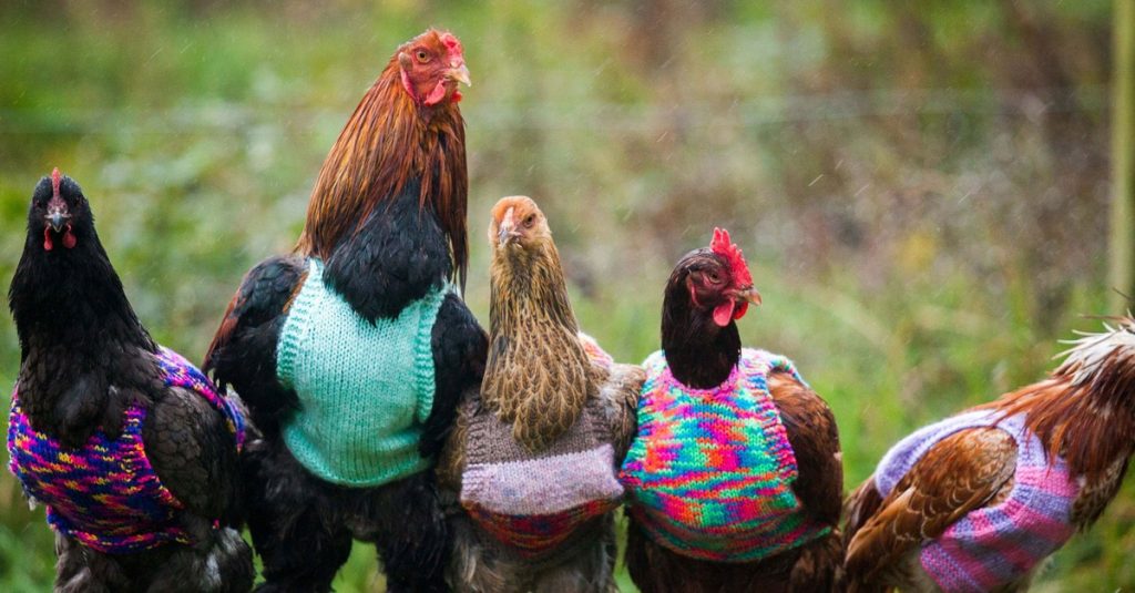 Une femme tricote de petits pulls en laine pour réchauffer ses poules pendant l’hiver