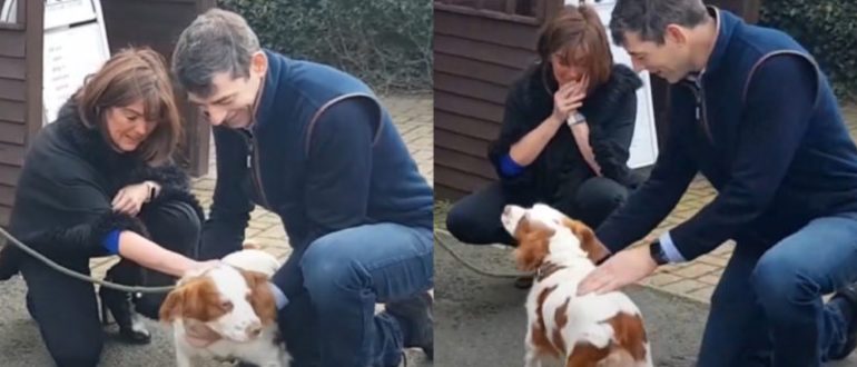 Un couple retrouve son chien à 200 miles de chez lui après son vol il y a 6 ans