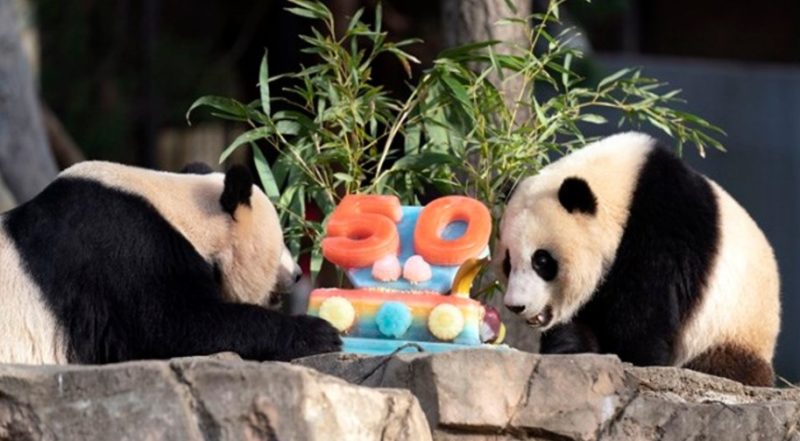 Regardez deux pandas géants déguster un gâteau glacé pour célébrer le 50e anniversaire du zoo national