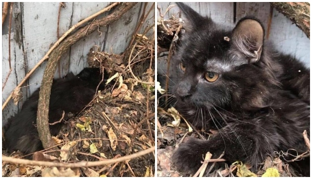 Grâce à sa mère adoptive, un chaton trouvé par hasard sous les feuilles devient un beau prince