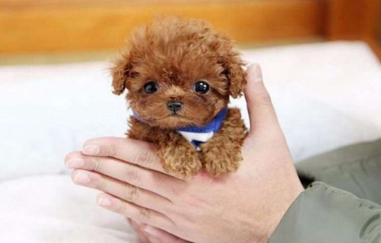 Le plus petit chien caniche du monde qui pèse au plus 1,5 kg: il est incroyablement mignon