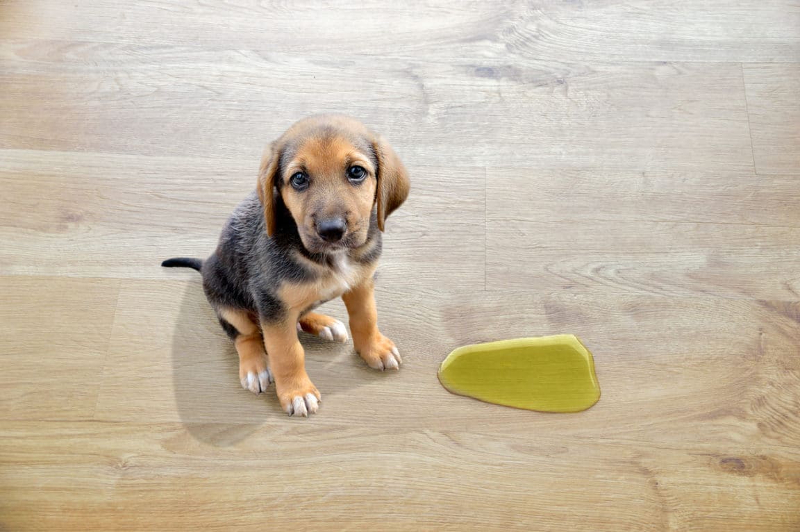 8 astuces si votre chien fait pipi partout dans la maison