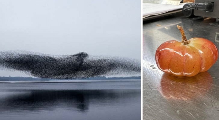 16 photos qui montrent comment la nature arrive toujours à surprendre l’homme