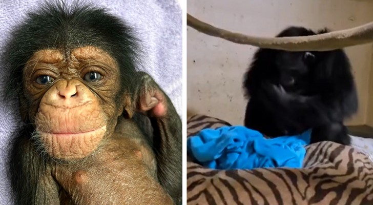 Une maman chimpanzé voit son bébé 2 jours après l’avoir mis au monde : elle ne peut contenir son émotion (+VIDEO)