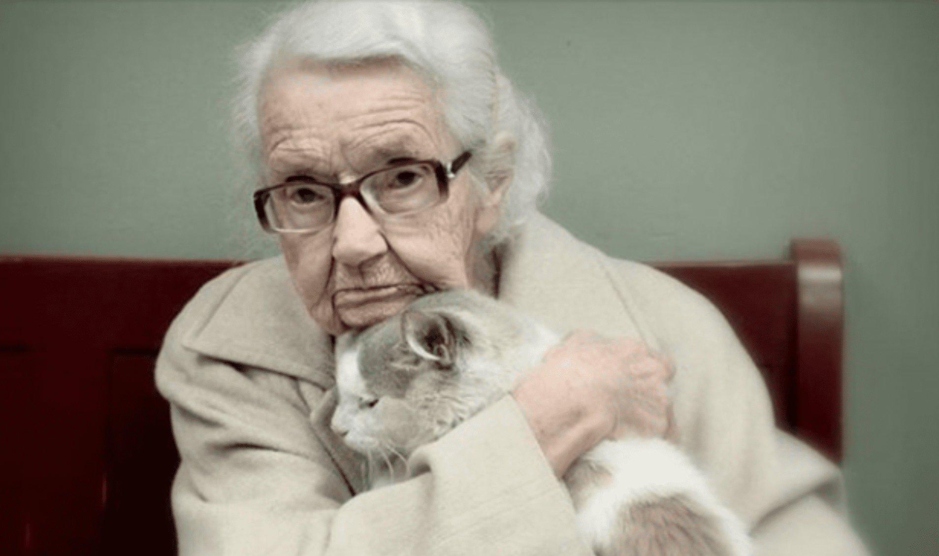 Un chat abandonné de 20 ans retrouve sa maison avec une femme de 101 ans