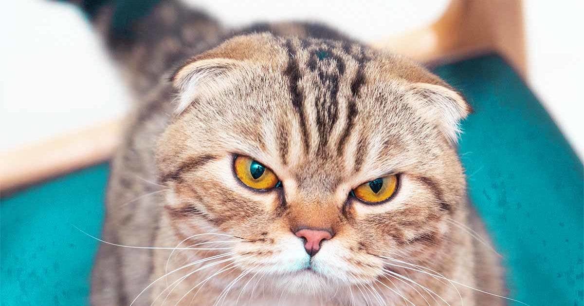 Les 4 races de chats qui sont les plus susceptibles de rencontrer des problèmes de santé