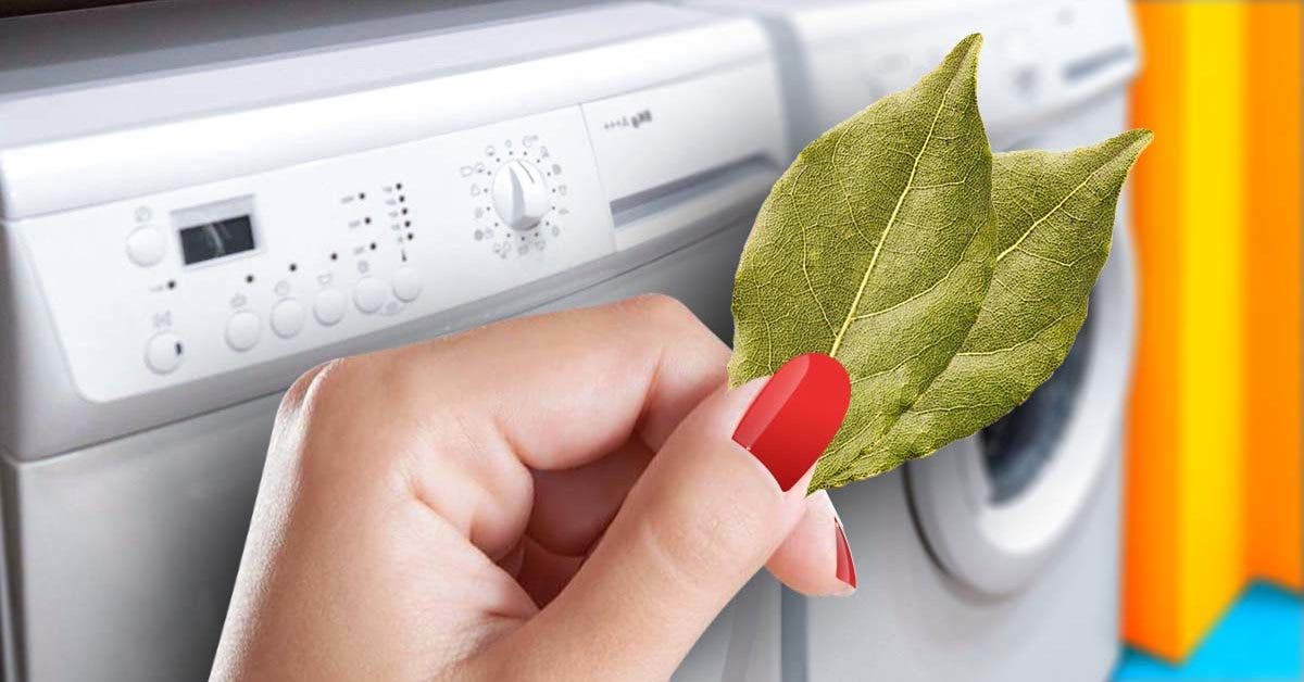 Pourquoi les ménagères expérimentées ajoute du laurier dans la machine à laver ? Le truc pratique qui facilite la vie