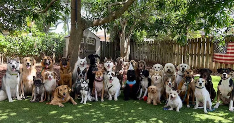 “La patience est la clé” : il fait poser 30 chiens pour une photo d’anniversaire