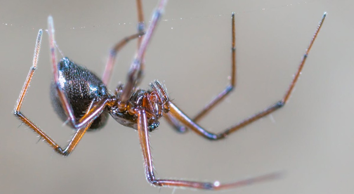 Pourquoi ne pas tuer les araignées à la maison ? Réponse entre légende et vérité