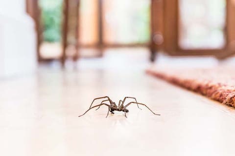Ne tuez jamais les araignées dans votre maison. Voici pourquoi