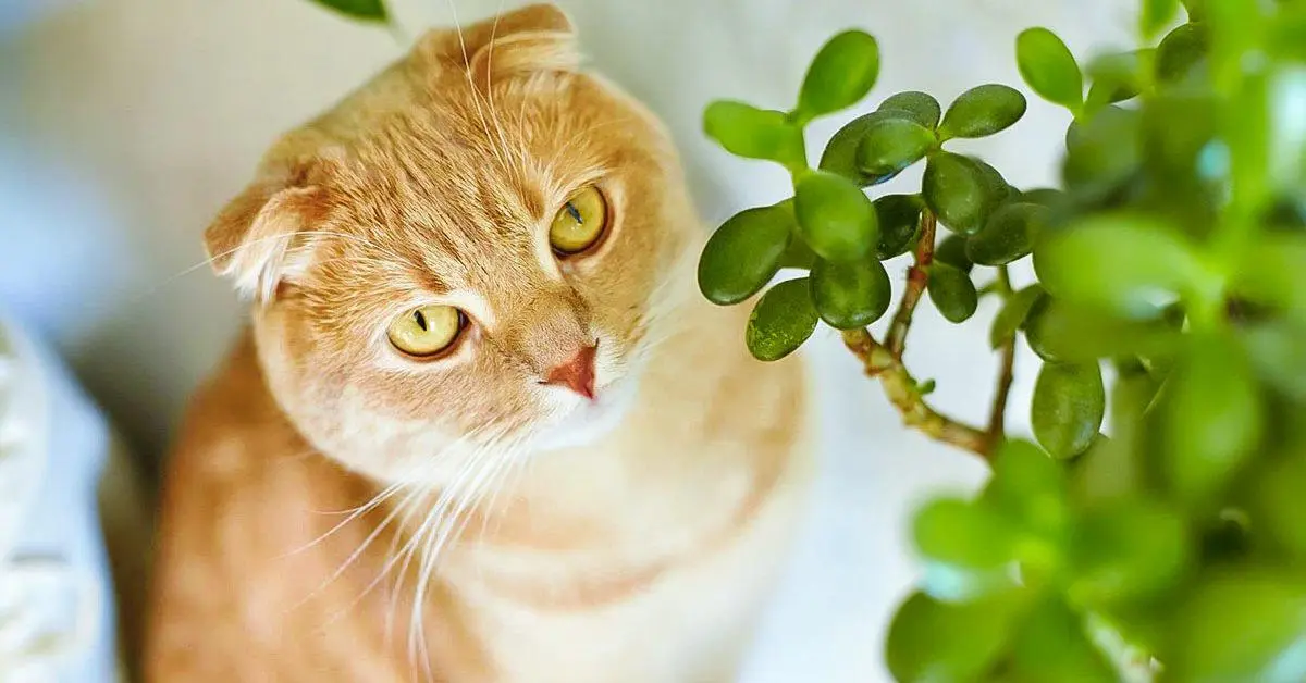 « Quelles sont les plantes d’intérieur toxiques pour les chats?