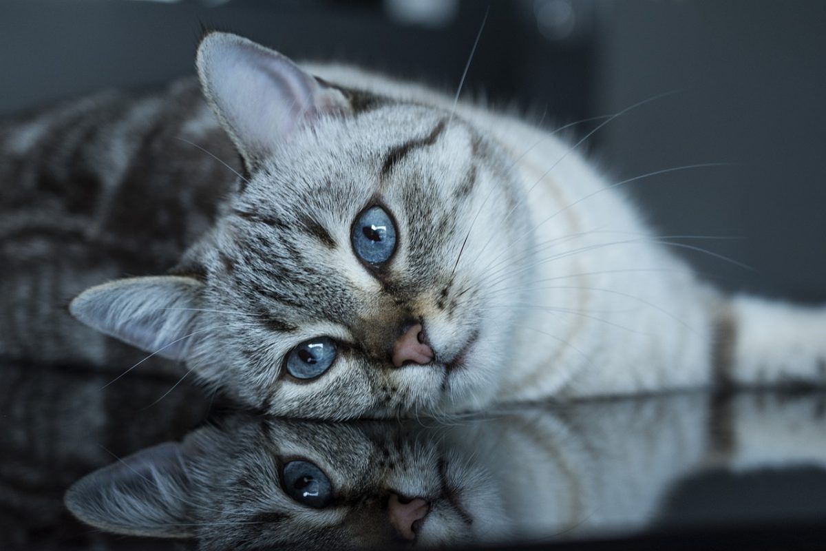 4 signes indiquant que votre chat s’ennuie et ne reçoit pas ce dont il a besoin pour être heureux