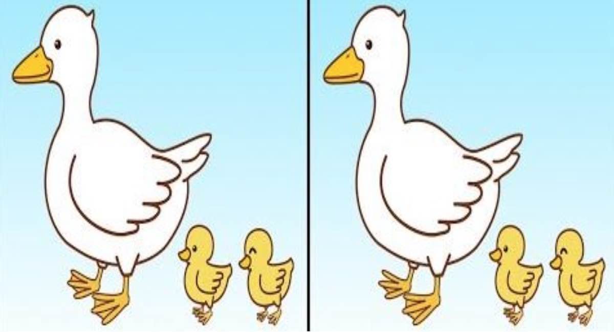 Dans quelle mesure êtes-vous attentif ? Repérez 3 différences entre les images de canards en 30 secondes !