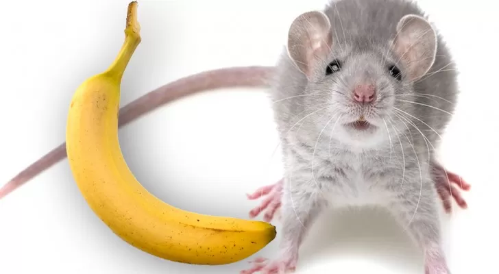 Les souris mâles ont peur des bananes : pourquoi ce phénomène étrange ?