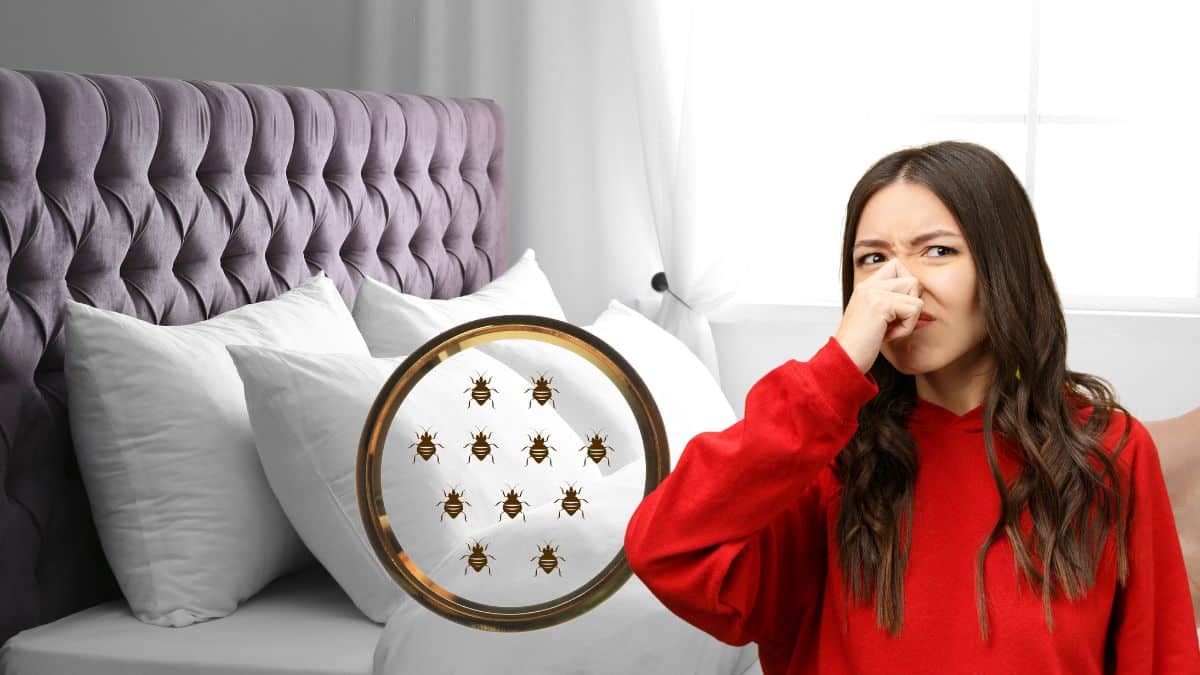 Cette odeur particulière pourrait indiquer une invasion de punaises de lit chez vous !