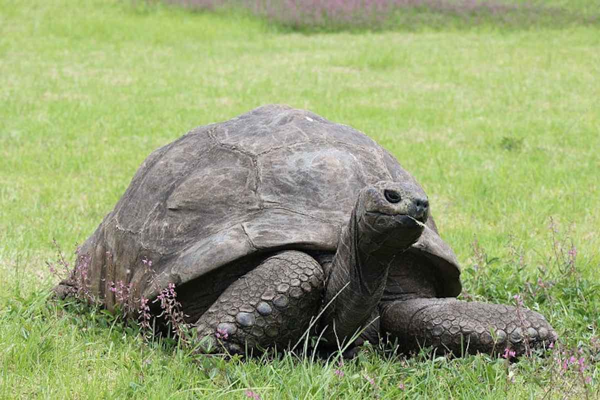 La célèbre tortue Jonathan vient de fêter ses 191 ans, devenant ainsi le plus vieil animal terrestre encore en vie
