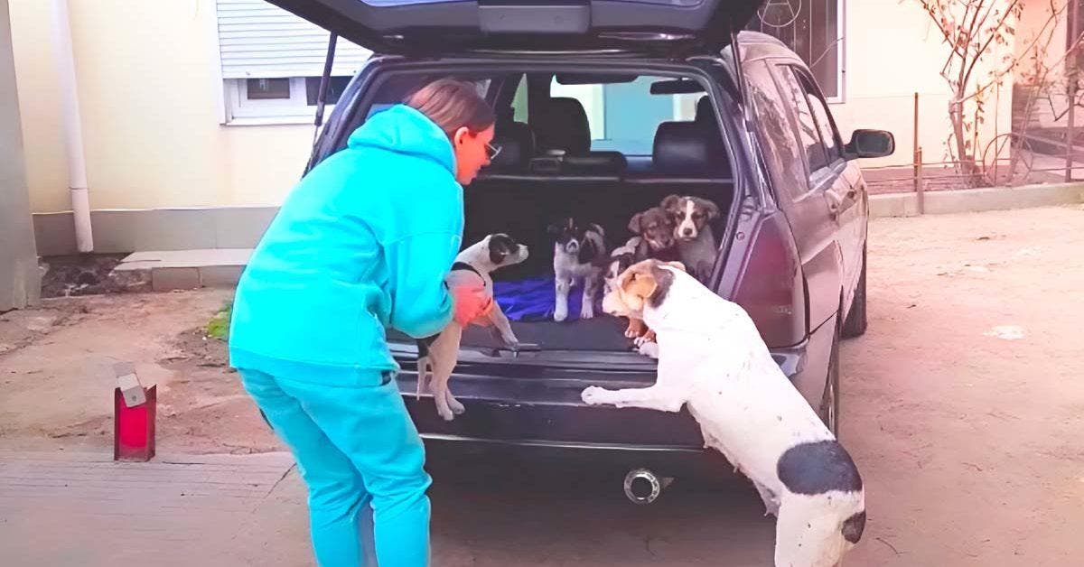 Une chienne se précipite vers la voiture pour retrouver ses 9 chiots volés et abandonnés : un grand moment d’émotion
