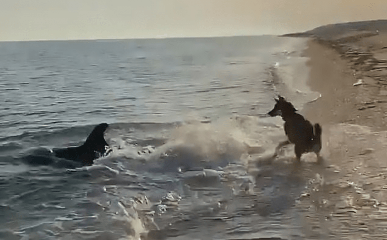 Une vidéo incroyable montre un chien et un dauphin jouant ensemble à la plage