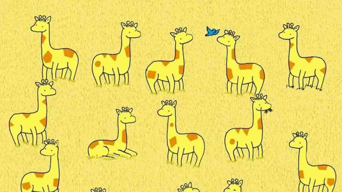 Casse-tête : Trouvez quelle girafe n’a pas de partenaire en 8 secondes