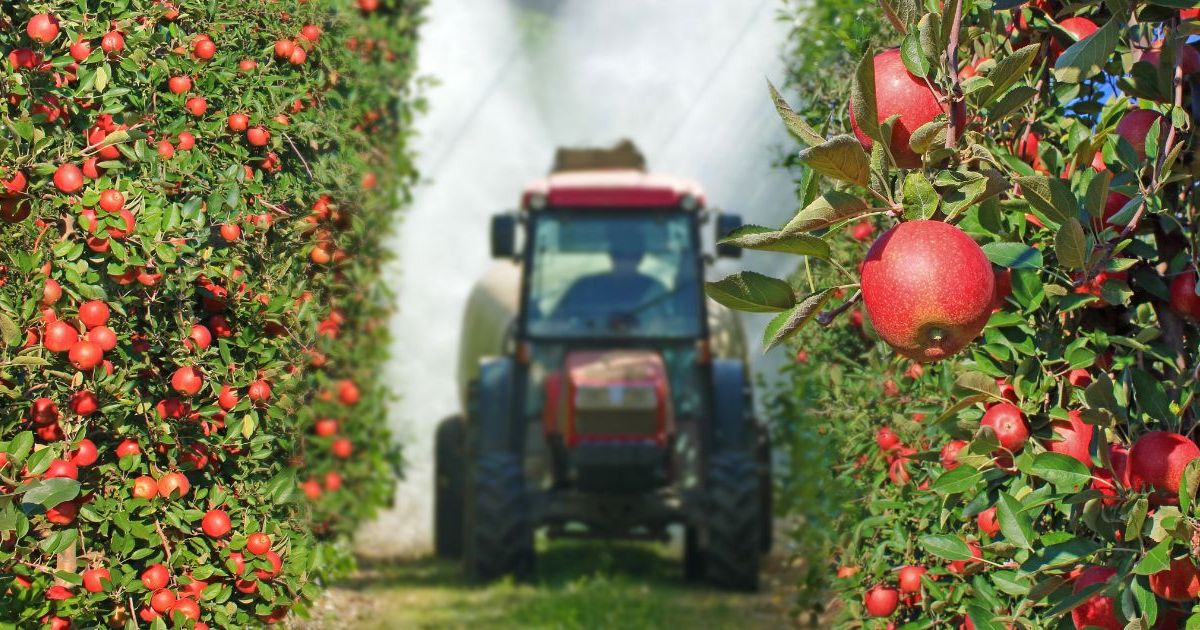 Alimentation : quels sont les fruits qui contiennent le plus de pesticides, selon une étude ?