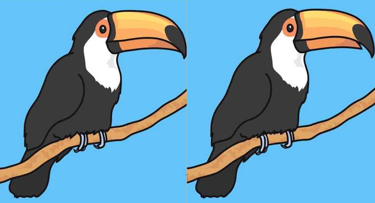 Arriverez-vous à trouver les 3 différences entre les images d’un Toucan en 10 secondes ?
