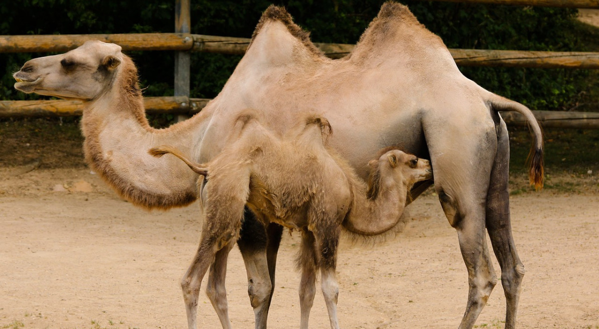 Qu’y a-t-il vraiment à l’intérieur des bosses de chameau ? Ce n’est pas ce que beaucoup pensent