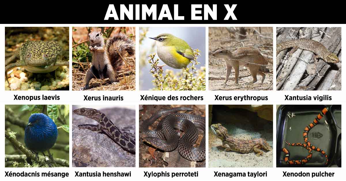 Animal en X : la liste des animaux commençant par X