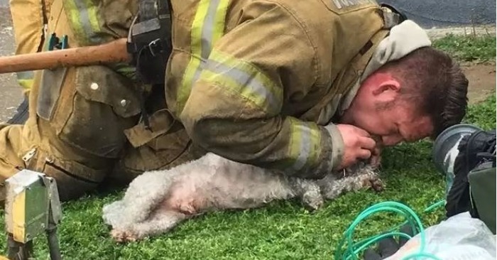 Le pompier est devenu un héros pour le chien et son propriétaire