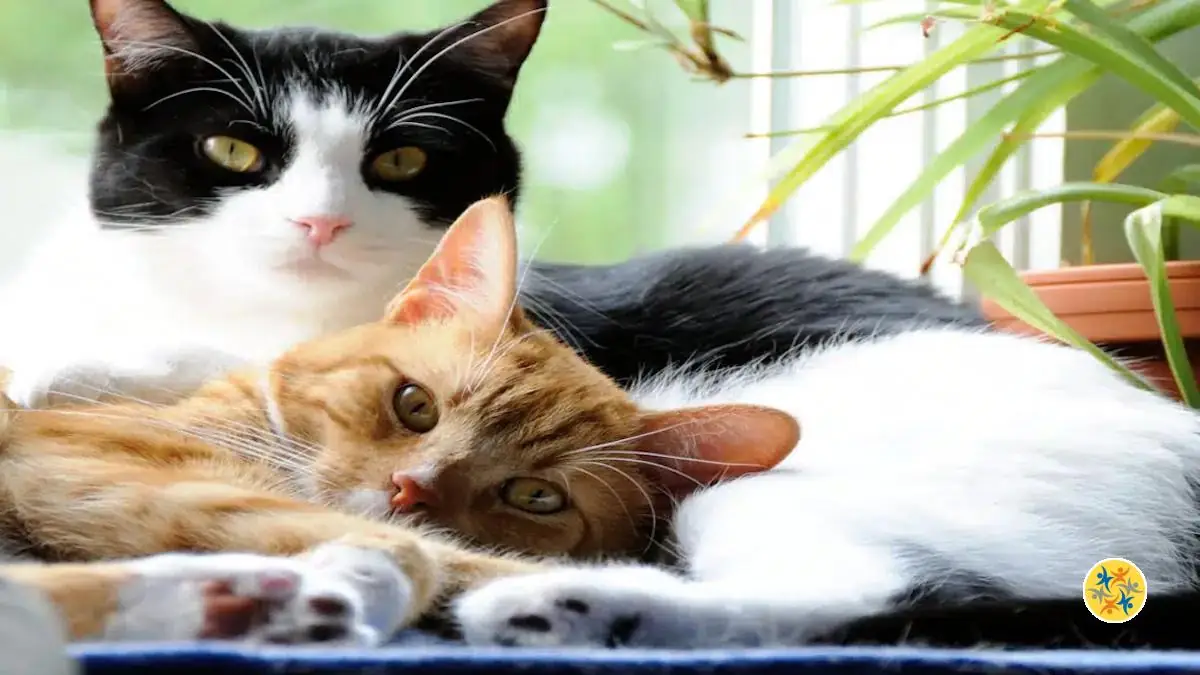 Est-ce que les Chats deviennent Amis? Et Quel Temps mettent-ils pour l’Être?