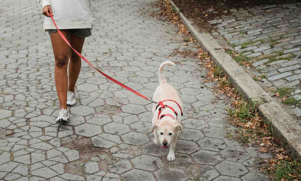 Promener son chien : Les propriétaires qui ne le font pas quotidiennement leur font plus de mal qu’ils ne le pensent