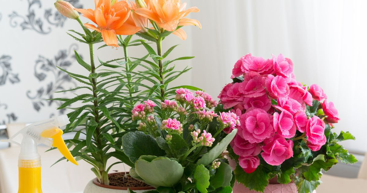 Ces “fleurs de Pâques” sont celles que recommandent les experts pour embellir votre maison après votre ménage de printemps