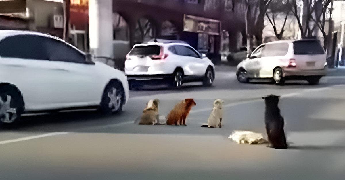 4 chiens bloquent la circulation pour protéger leur ami chien incapable de bouger « Ces chiens ont le coeur en or »