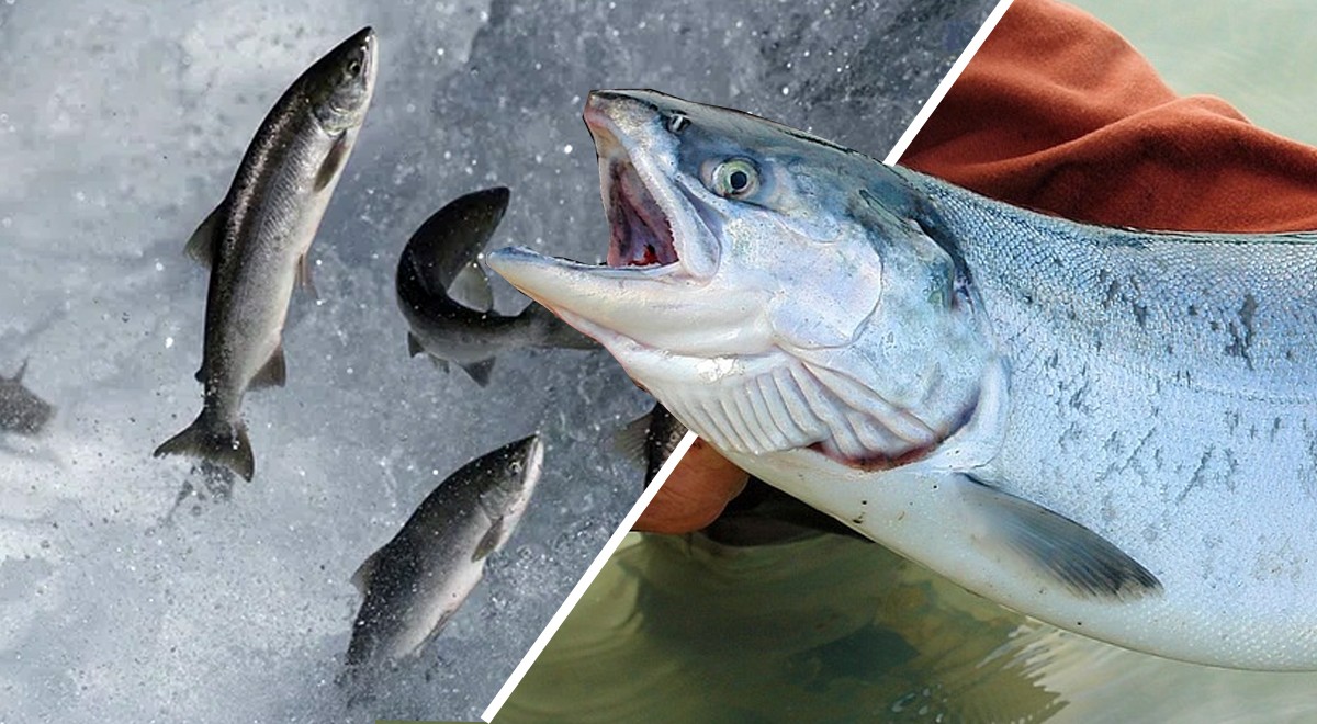 Des milliers de saumons d’élevage s’échappent en Islande : que se passe-t-il ?