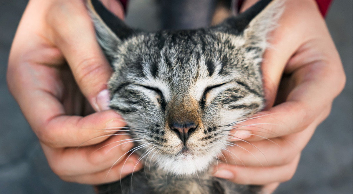 Pourquoi les chats ronronnent : comment comprendre la véritable signification de ce doux bruit