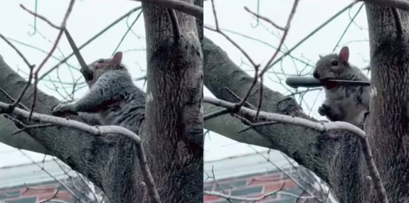 Incroyable mais vrai : Un écureuil tenant un couteau vu à Montréal