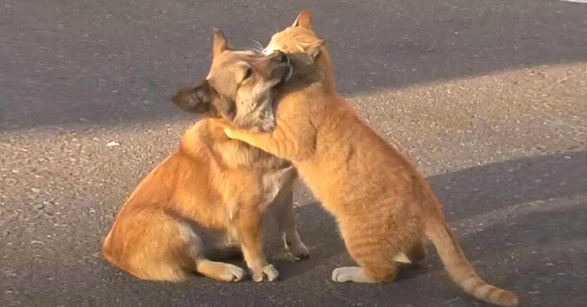 Un chat errant console un chien abandonné pendant qu’il attend désespérément son maître