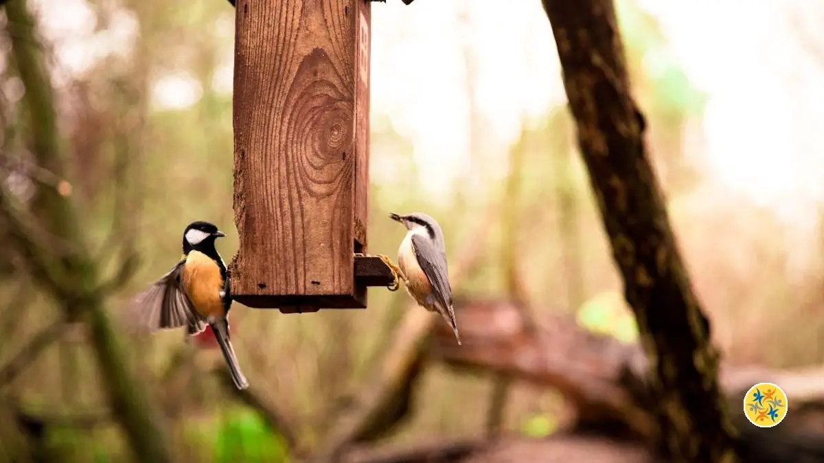 Accueillir les Oiseaux au Jardin: 7 Conseils Astucieux