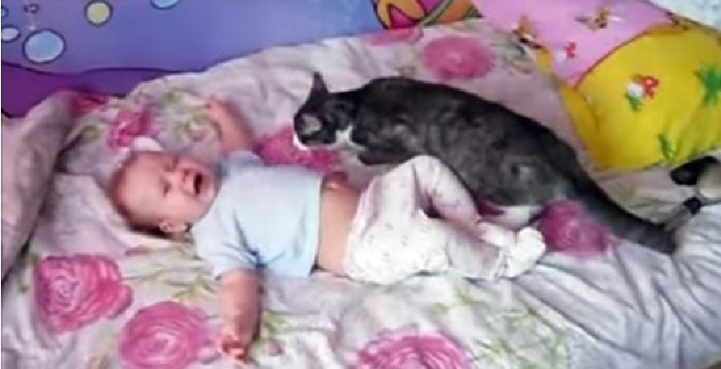 Le bébé pleure désespérément… Regardez ce que le chat va faire ! »