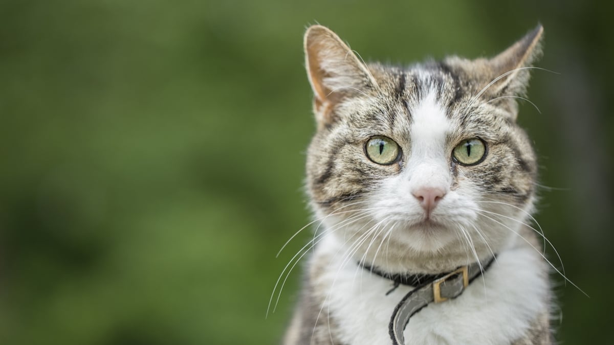 « J’étais choquée » : elle retrouve son chat adoré dix ans après sa disparition