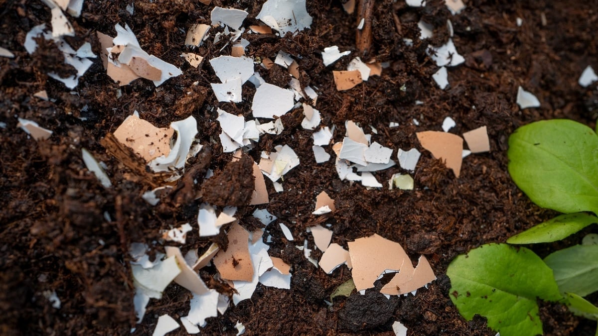 Voici pourquoi il faut mettre des coquilles d’oeufs sur le sol de votre jardin au printemps