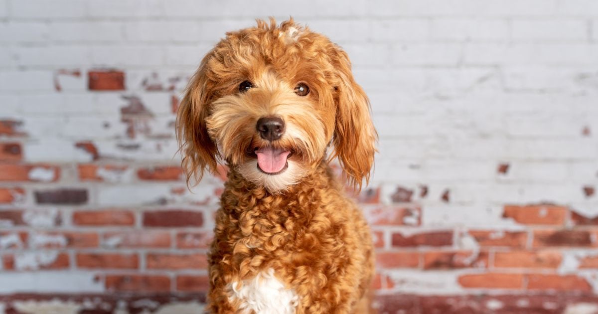 “Je suis vétérinaire et voici les 5 races de chiens trop chers à entretenir que je n’adopterai jamais”