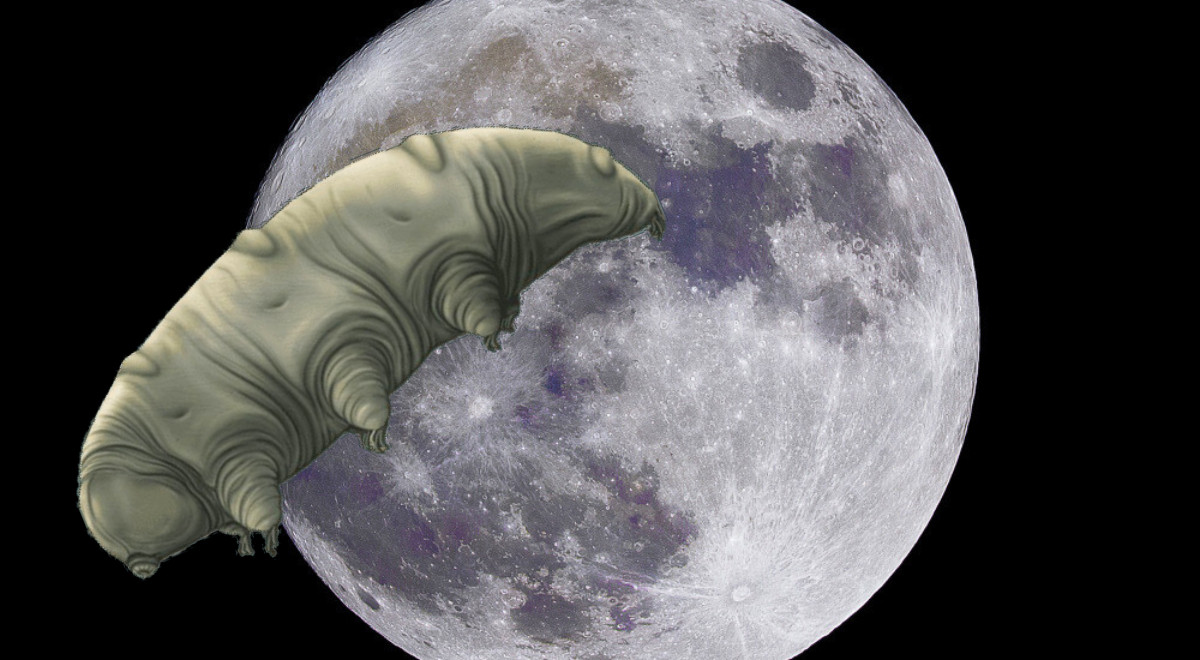 Après l’écrasement d’une sonde, de minuscules créatures terrestres ont ‘atterri’ sur la Lune