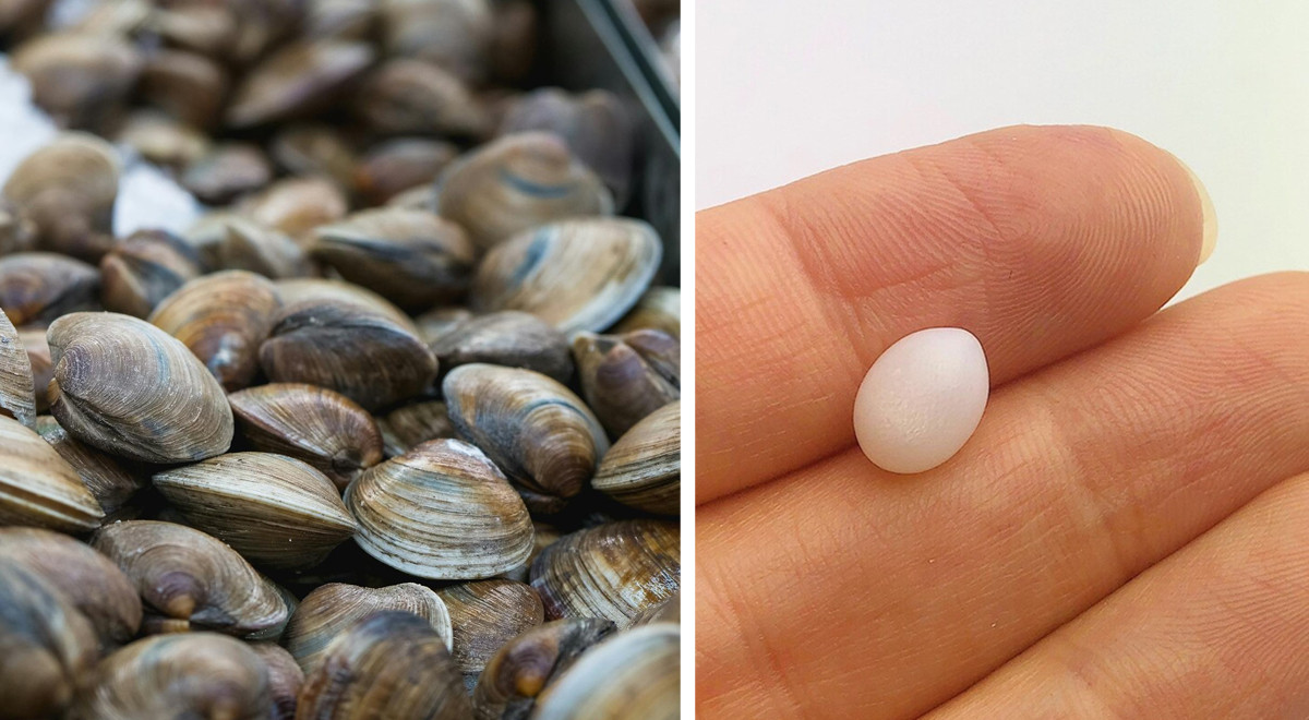 Un couple trouve une perle dans les palourdes qu’il a commandées au restaurant et décide d’en faire quelque chose de très spécial
