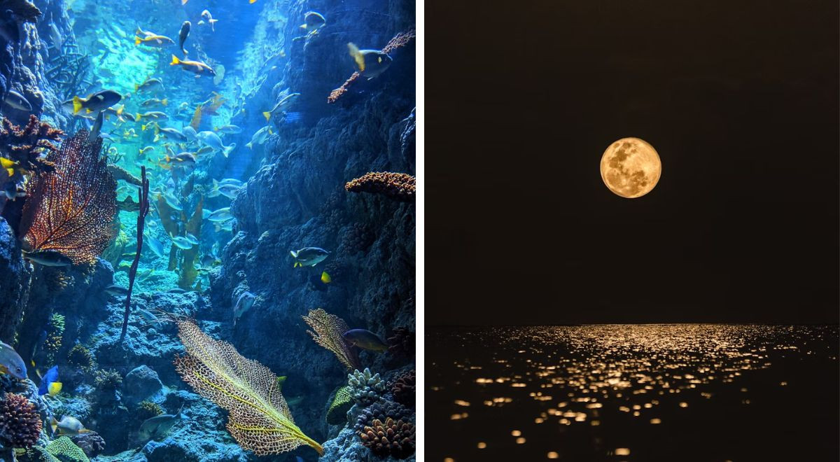 La lune a un effet étrange sur le ‘chant’ des récifs coralliens : l’étude