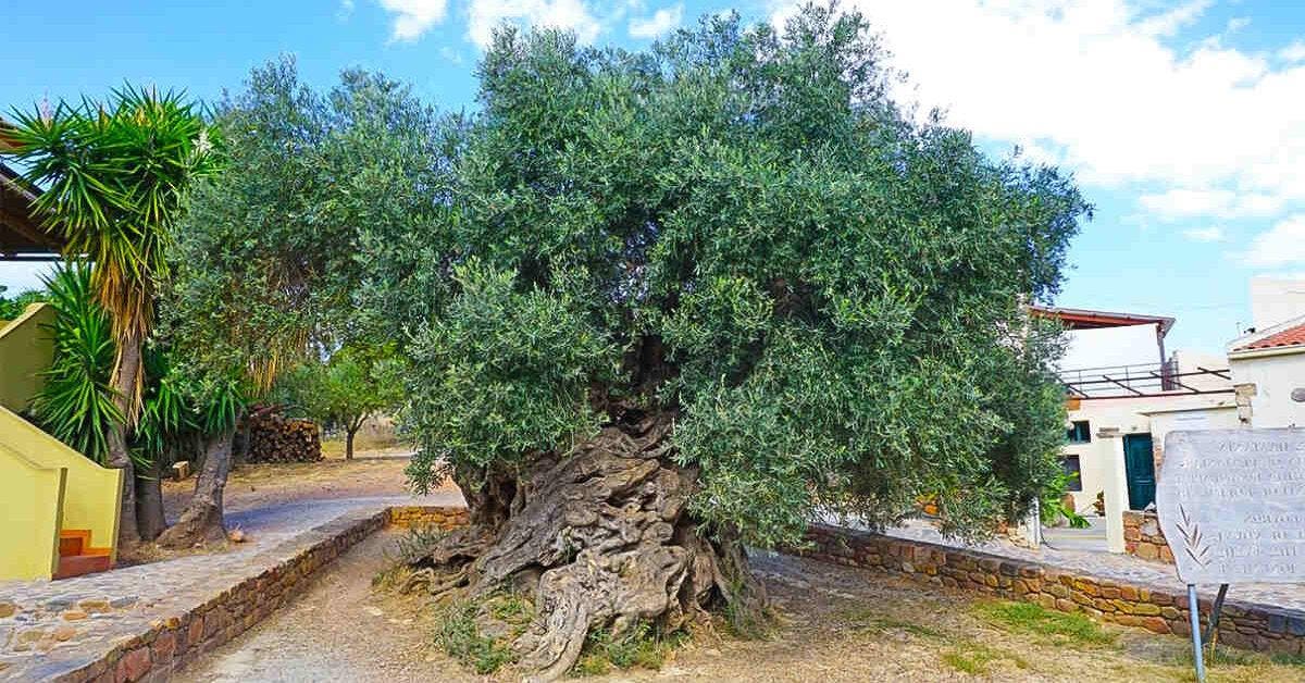 Cet olivier a plus de trois mille ans et continue à produire des olives