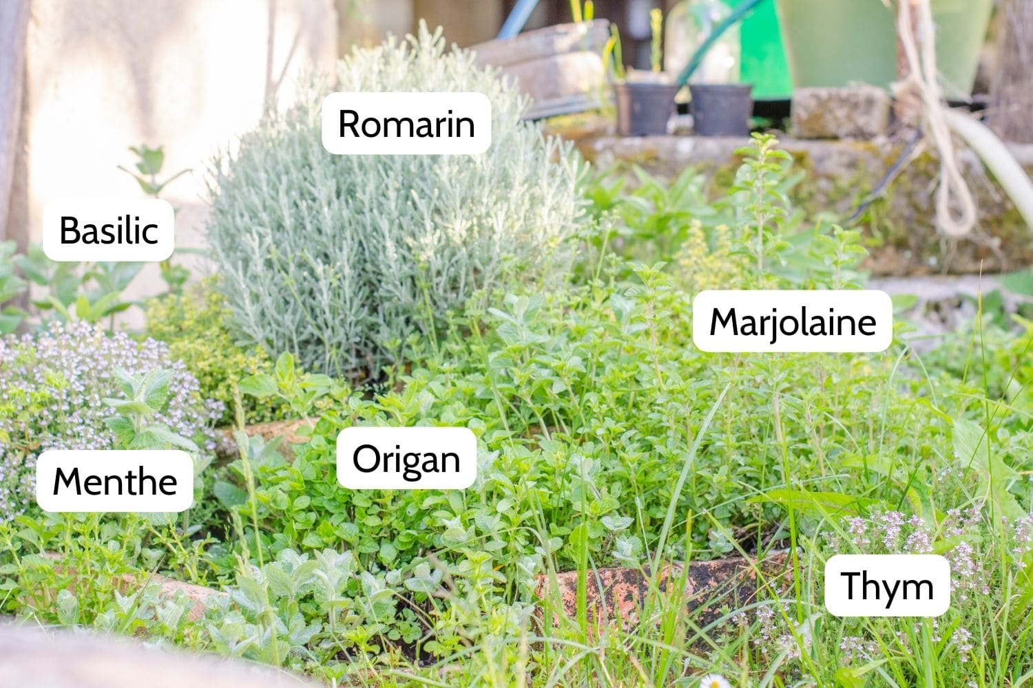 23 plantes médicinales faciles à cultiver au jardin ou sur un balcon