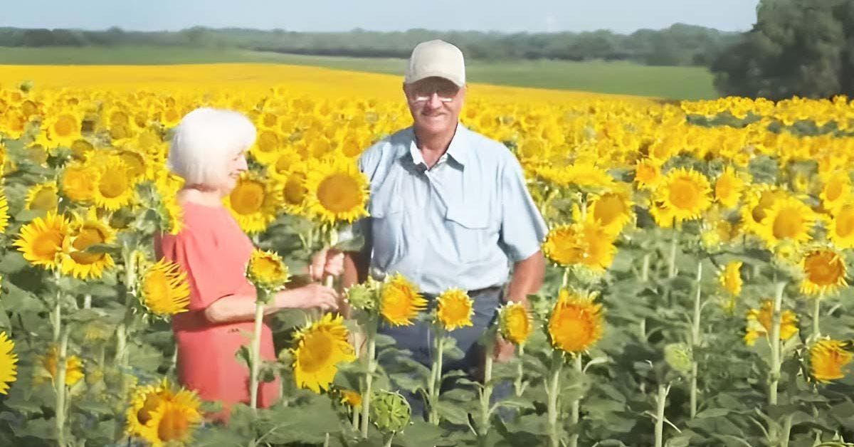 Il plante 1,2 million de tournesols et les offre à sa femme pour leur 50 ans de mariage « Merci d’apprécier son travail »