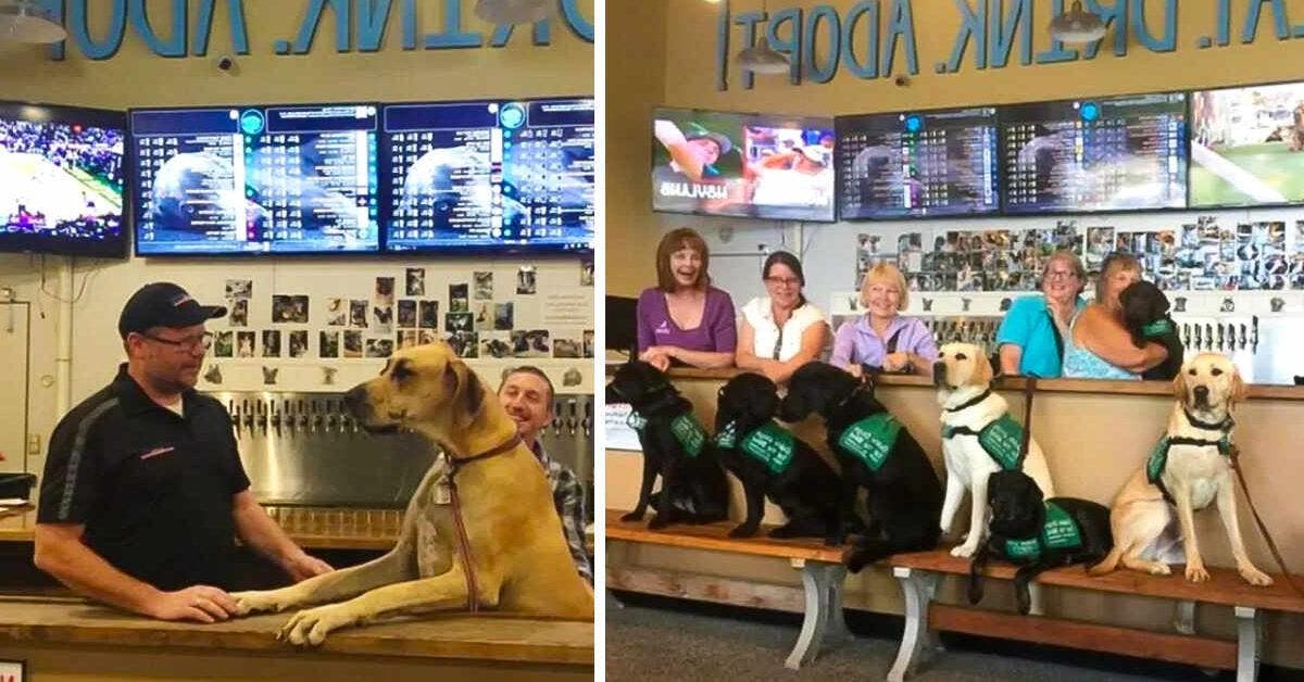 Voici Fido, le bar où vous pouvez boire une bière et rencontrer des chiens à adopter